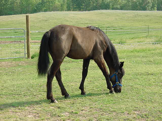 I'm a yearling.&nbsp; I've been started under saddle and am learning to drive.