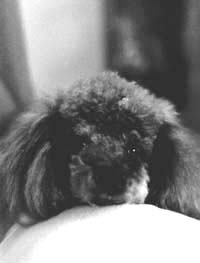 Peppy front view