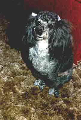Peppy sitting and looking at Mama