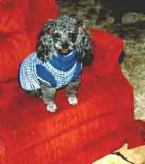 Peppy in Blue coat ready for winter walk time
