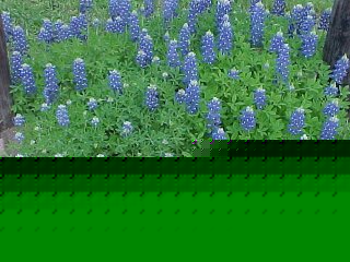 Tim and Pats Bluebonnets