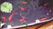 The seven goldfish I started the summer with