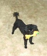 Poco at 5 months and 4 lbs with a squeaking toy