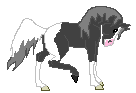 Amira's Dragoness --- Pintabian Fae Mare --- Amira x Fool Moon --- 2 years --- A beautiful Pintabian mare, we hope to get some stunning foals from her eventually.