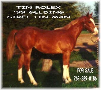 Quality sale horses for trail or show!