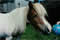 Picture of a miniture pony named Spirit