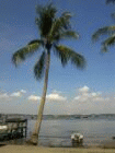 boat and coconut tree