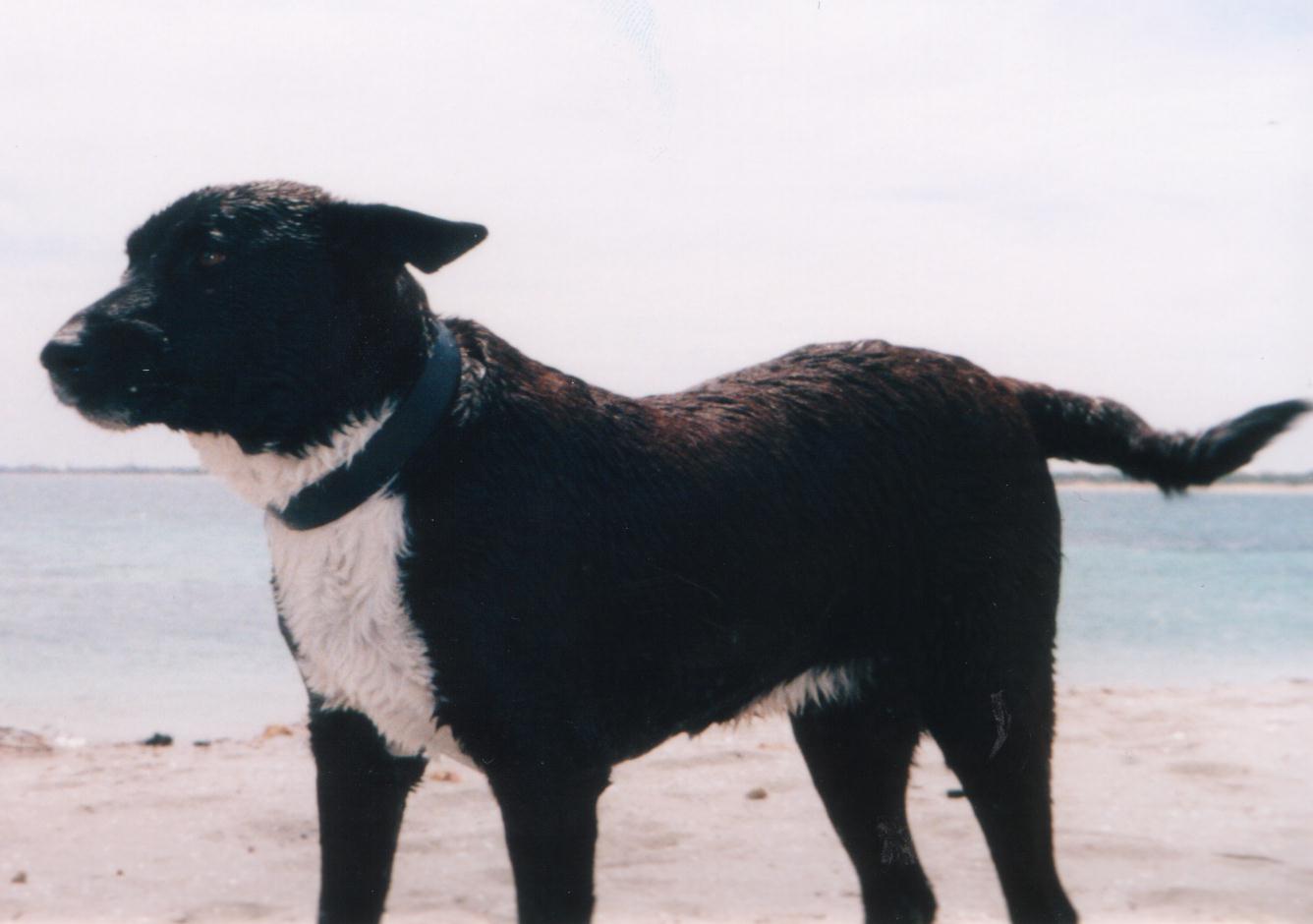 Bob at the beach