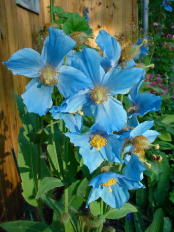 Meconopsis