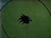 Spidey's following you if you find this on you.