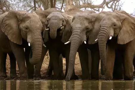 El&eacute;phants du par national de Zakouma