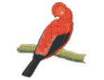 Gallito de la Roca, Guacamaillo, Tucan
