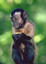 Capuchin Monkey