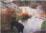 Simba Flood