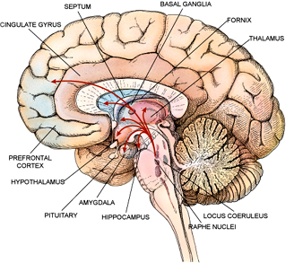 Limbic System