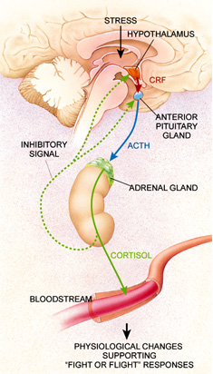 Hormonal System