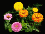 Zinnia