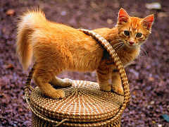 /user/catonbasket.jpg