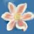 [blossom]