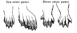 [paws]