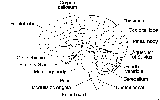 [brain picture]