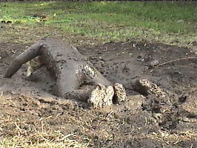 Helping Chris get muddy
