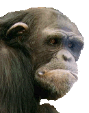 LOGO RIGHT FACE