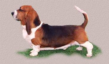 Basset Hound