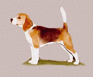 Beagle