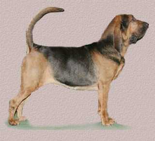 Bloodhound