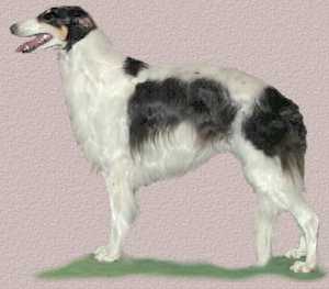 Borzoi