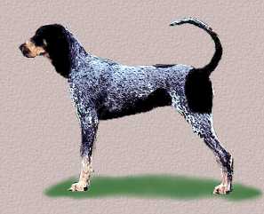 Bluetick Coonhound