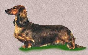 Dachshund Long