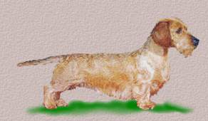 Dachshund Mini Wire