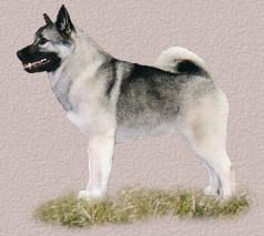 Norwegian Elkhound