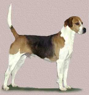Foxhound