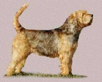Otterhound