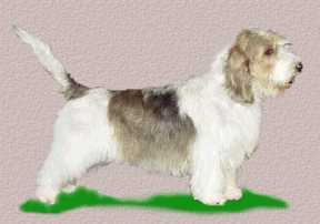 Petits Bassets Griffon Vendeen