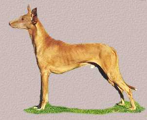 Pharoah Hound