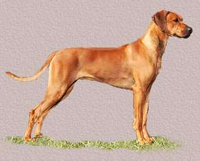 Rhodesian Ridgeback