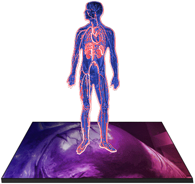 body systems