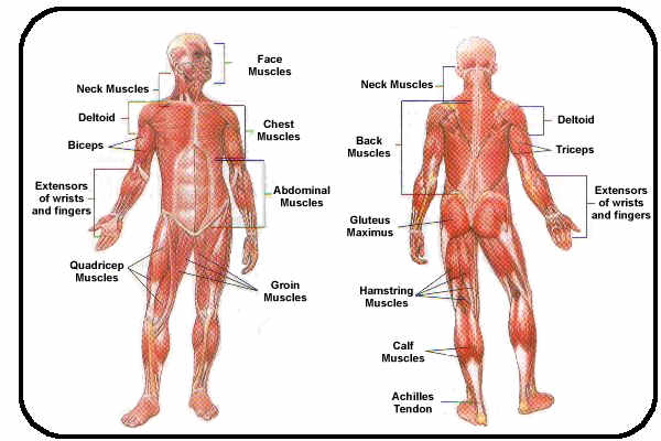 muscular diagram