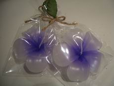 Purple Frangipani