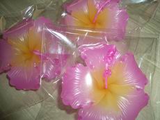 Pink Hibiscus