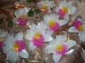 Orchid floating candles