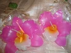 Pink Orchid
