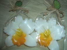 White/Yellow Orchid