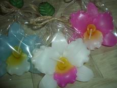 Orchids