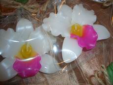 White/Pink Orchid