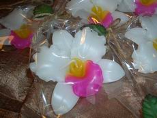 White/Pink Orchid